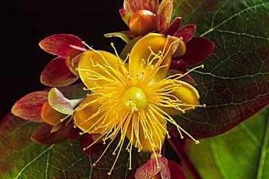 暴雪官推庆祝“骄傲月” 但很快评论区翻车了